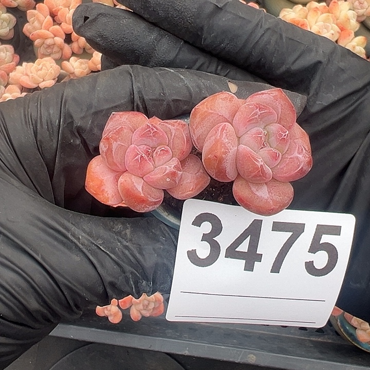 3475，双头紫梦露带盆