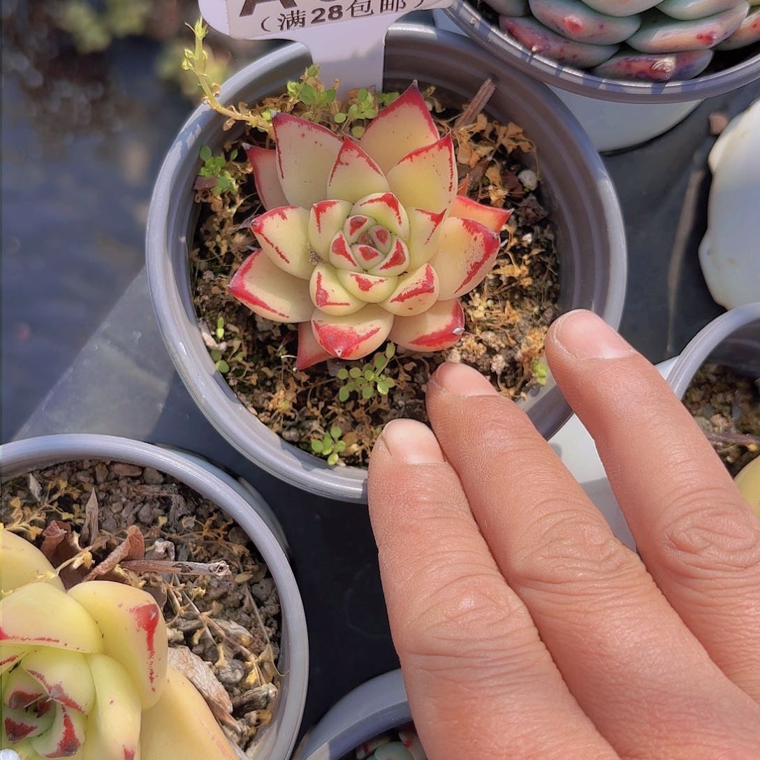 A576黄皮乌木一物一拍