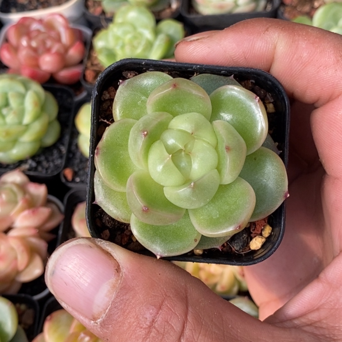 天官赐福百无禁忌