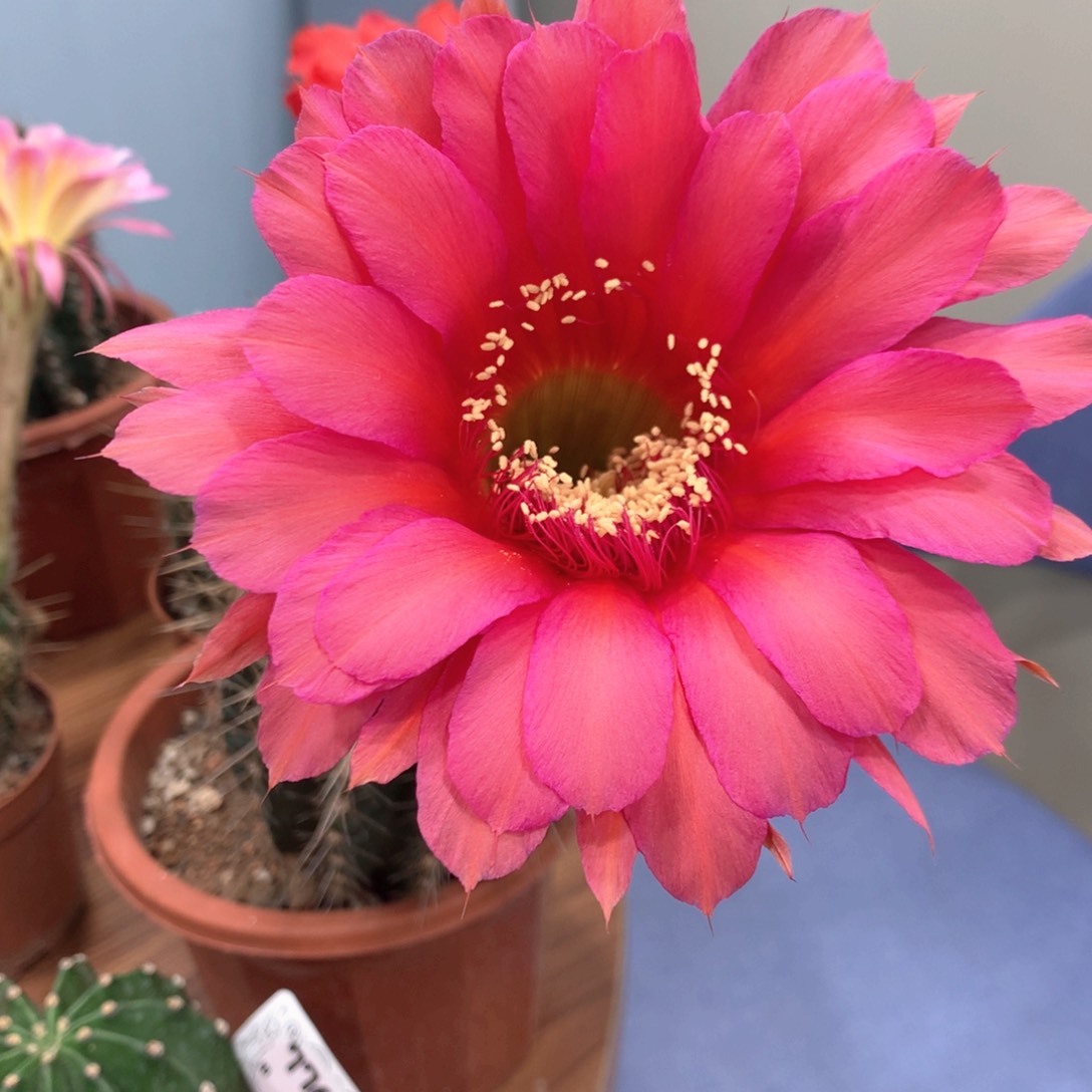 7766实生彩草15公分杯柱子