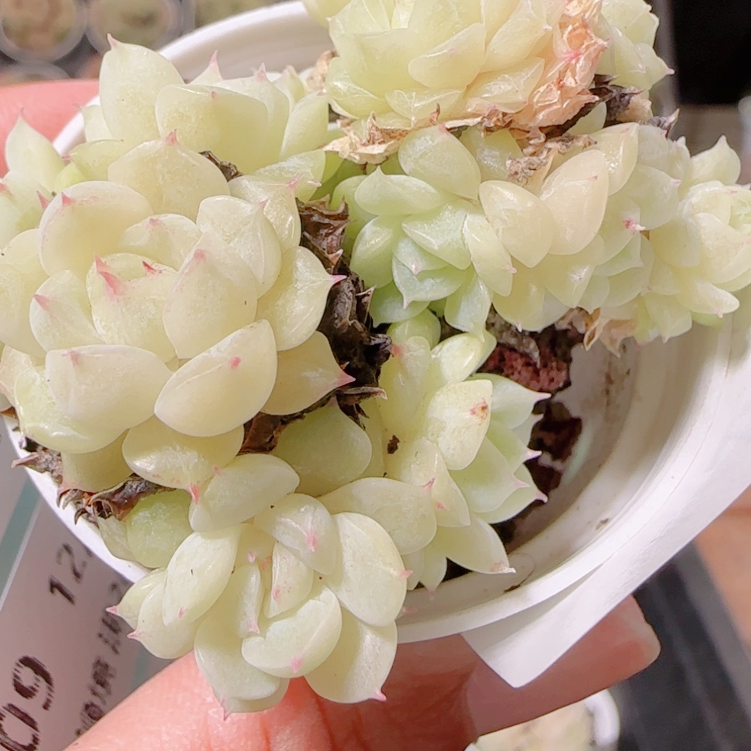 花语多肉1201-106散