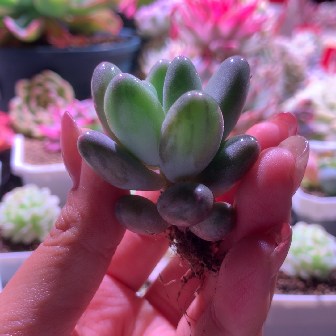 蛋黄奶酪拉丝锦有根