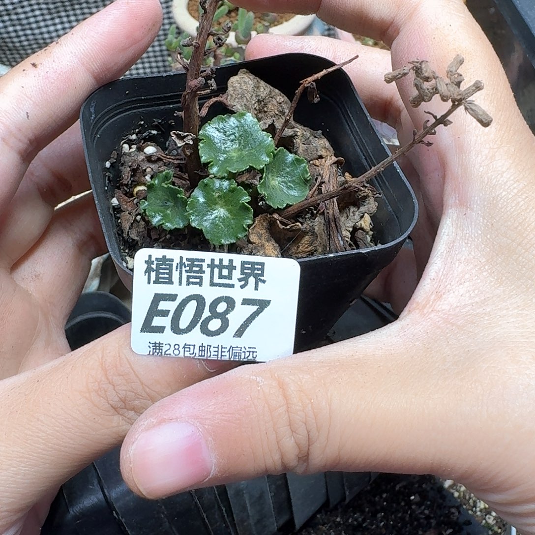 多肉植物的人生fhhj