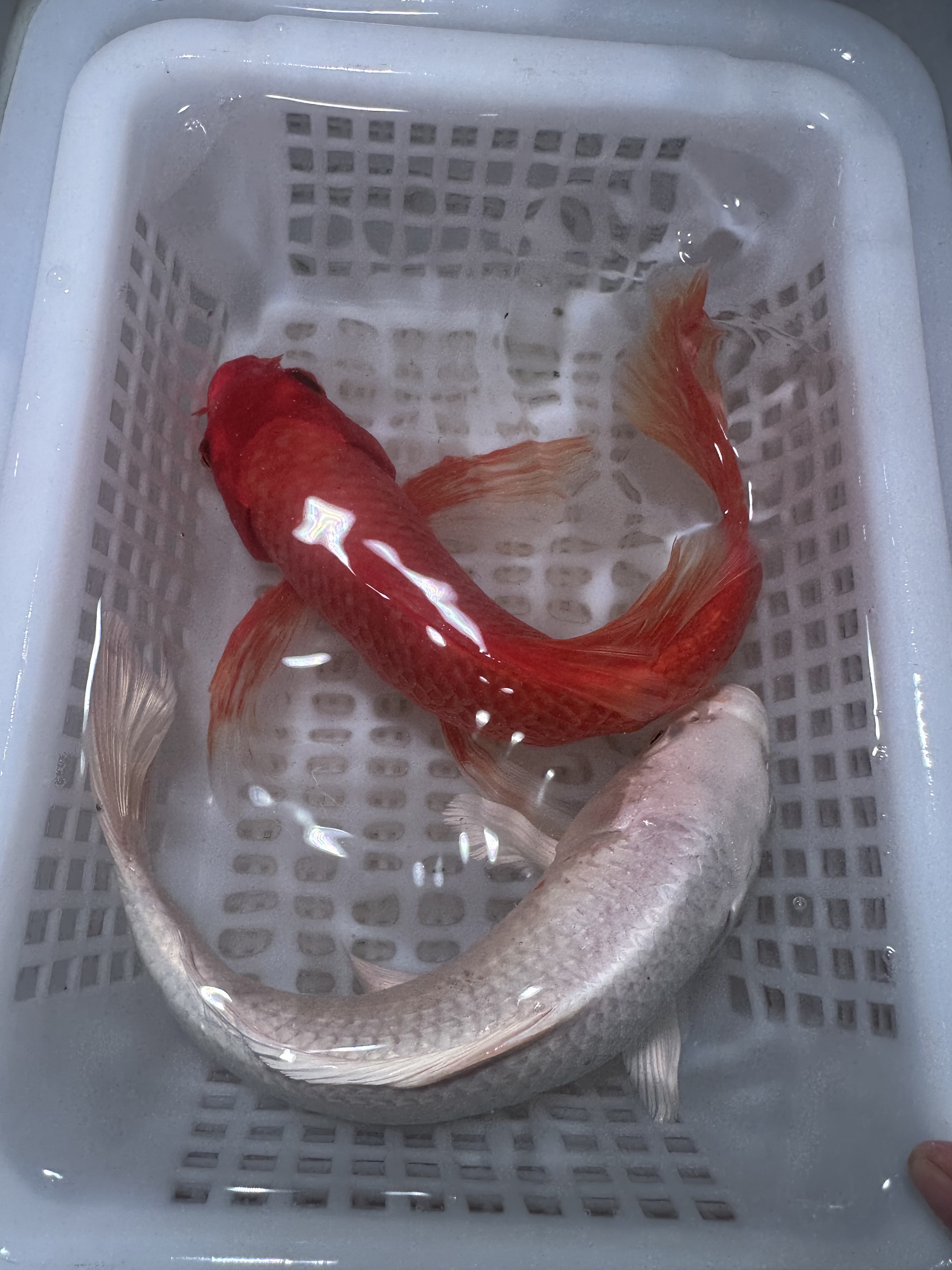 【两条装】18-23红蝴蝶白蝴蝶高贵血统冷水鱼锦鲤观赏鱼包邮