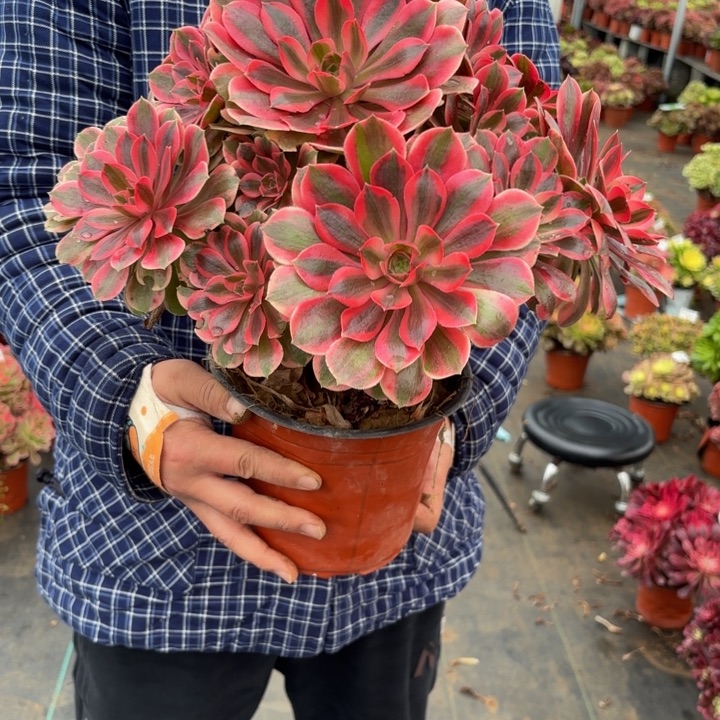 瑞妈，，。。。。491女妖