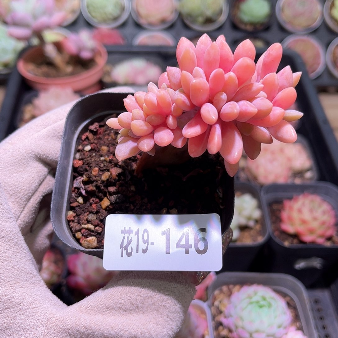 花利美19-146冬美人缀化