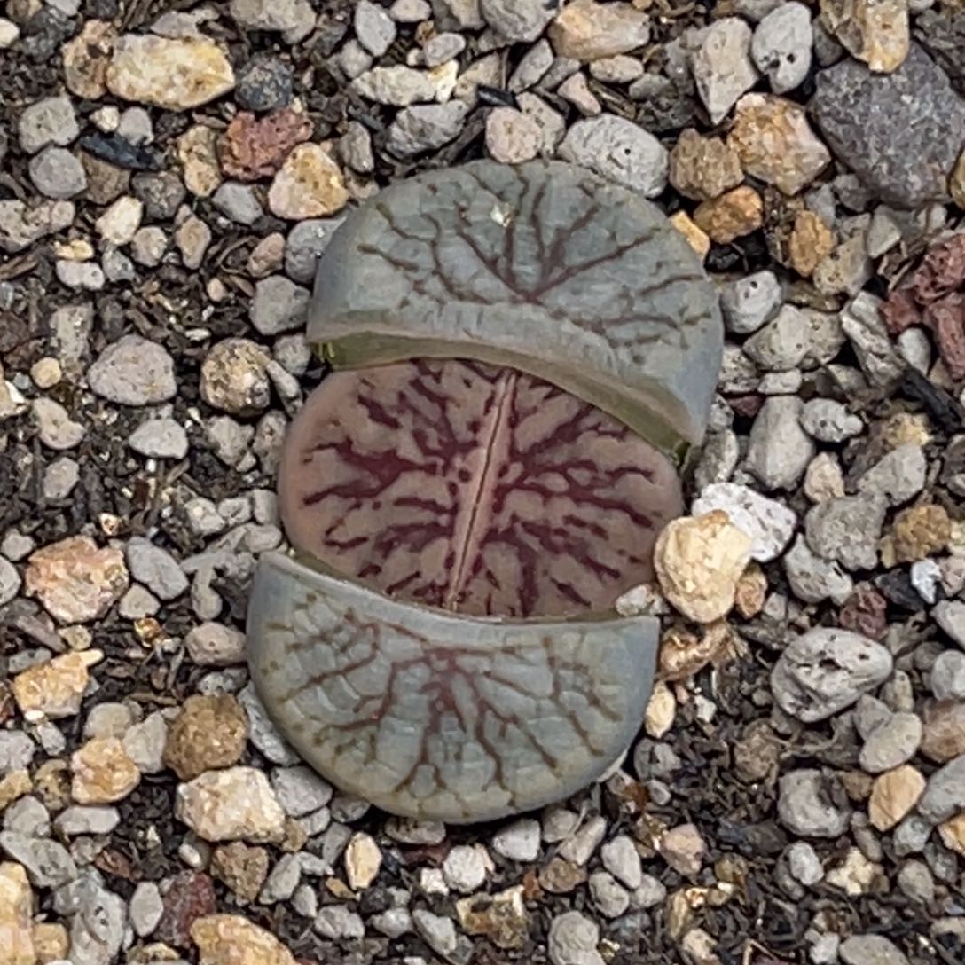 5805线招福1粗纹尺寸1.5