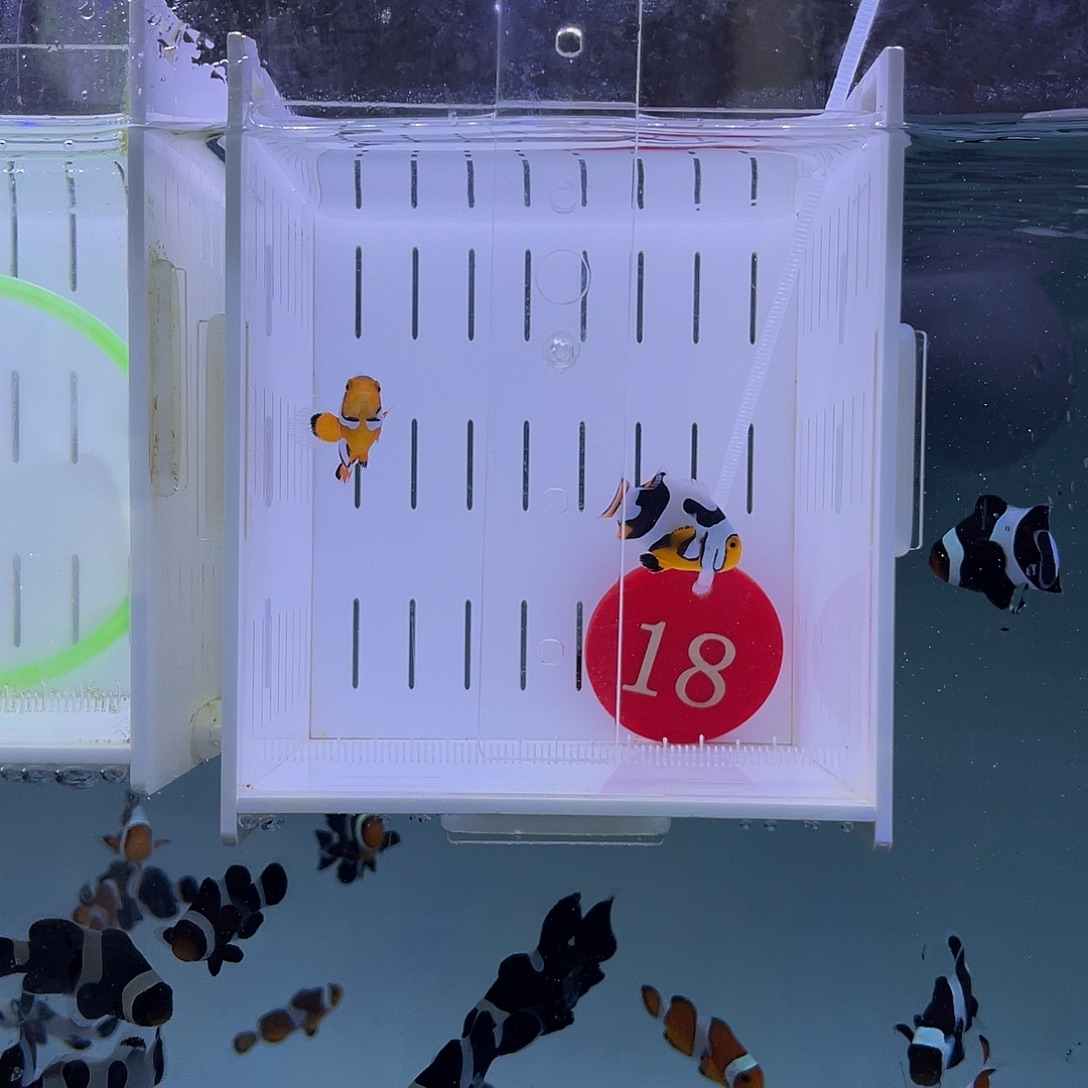 海水鱼毕加索3-4厘米