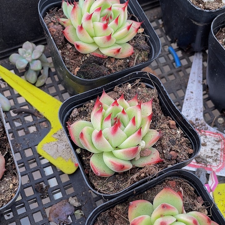 托斯卡到盆土发货