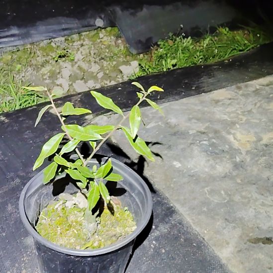 完全开放金弹子金瓜。