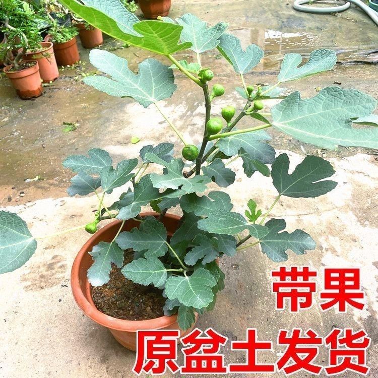 无花果树果苗特大果波姬红格莱斯南方北方带果青皮盆栽当年结果