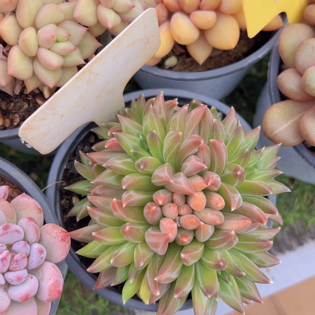 香玉的故事是一个人的故事