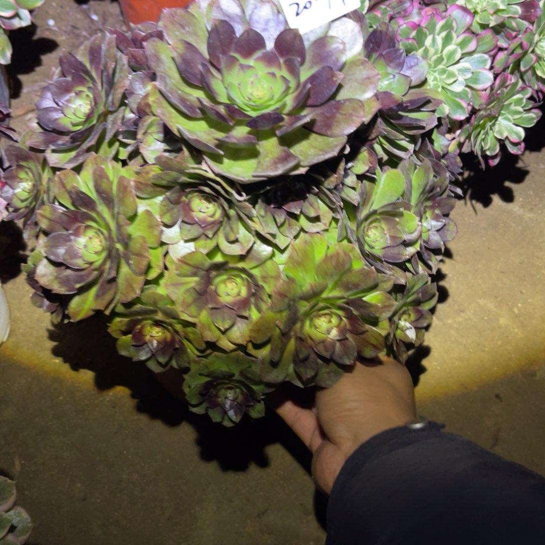 12-20-79黑魔法师锦