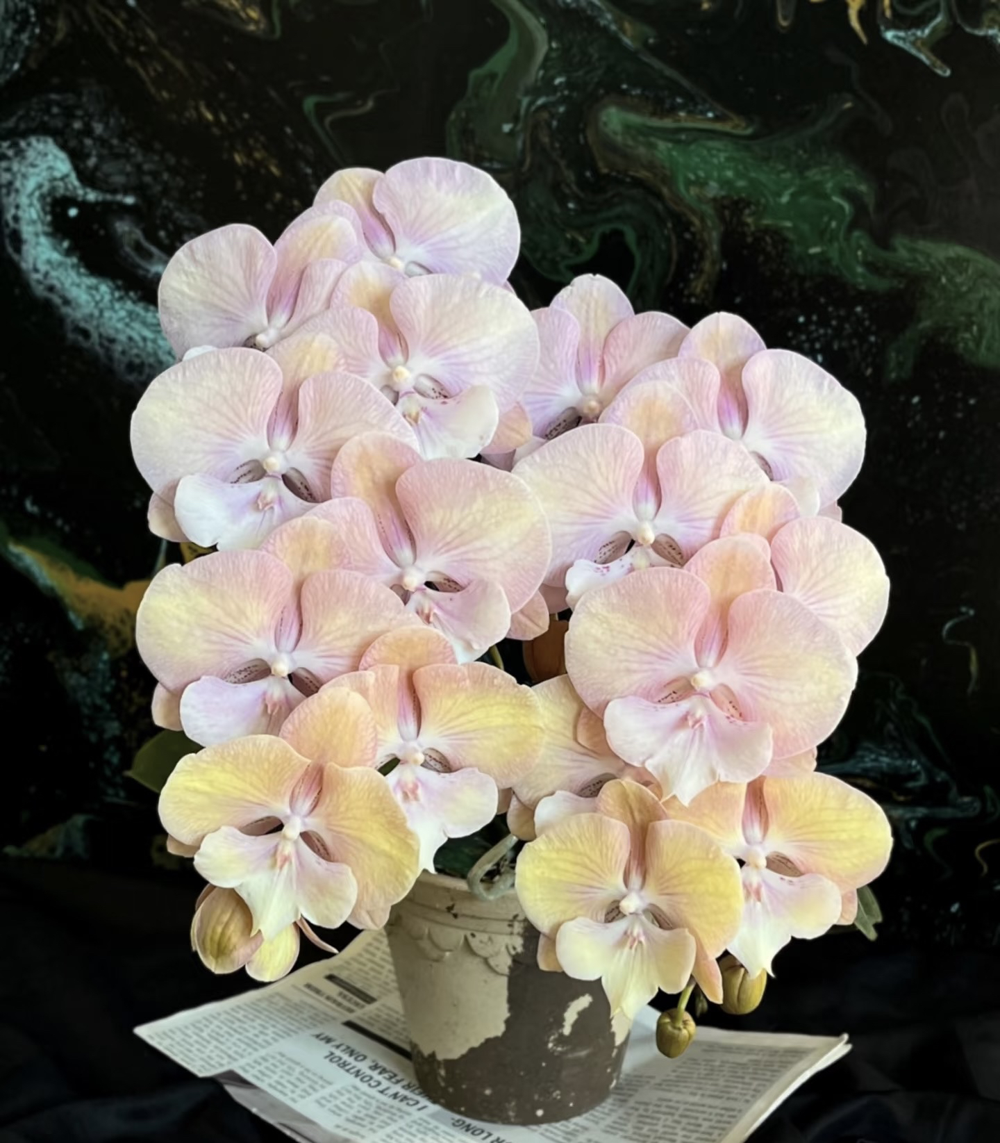 彩虹独角兽蝴蝶兰3.0寸杯成熟苗不带花花期长基地直发