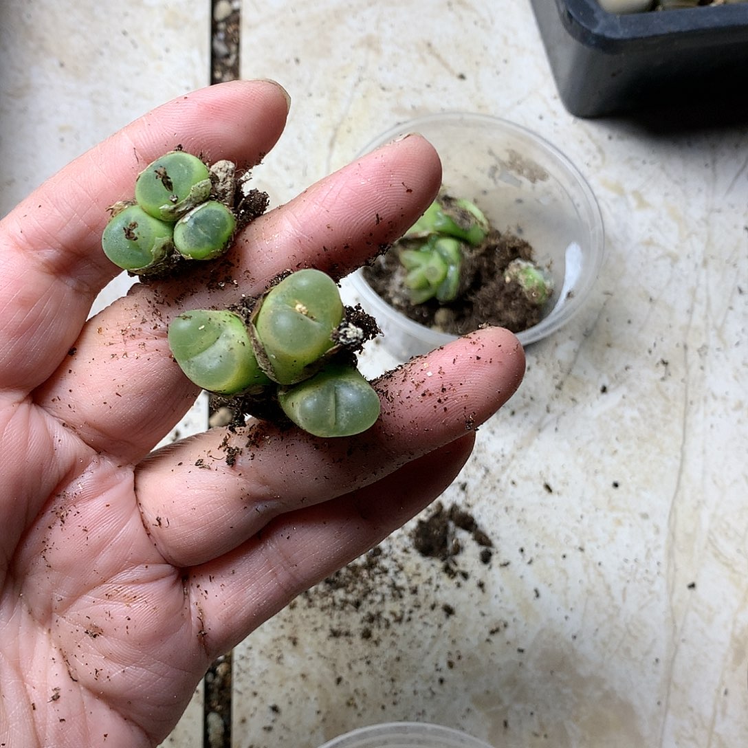 安****7E298多肉植物保护