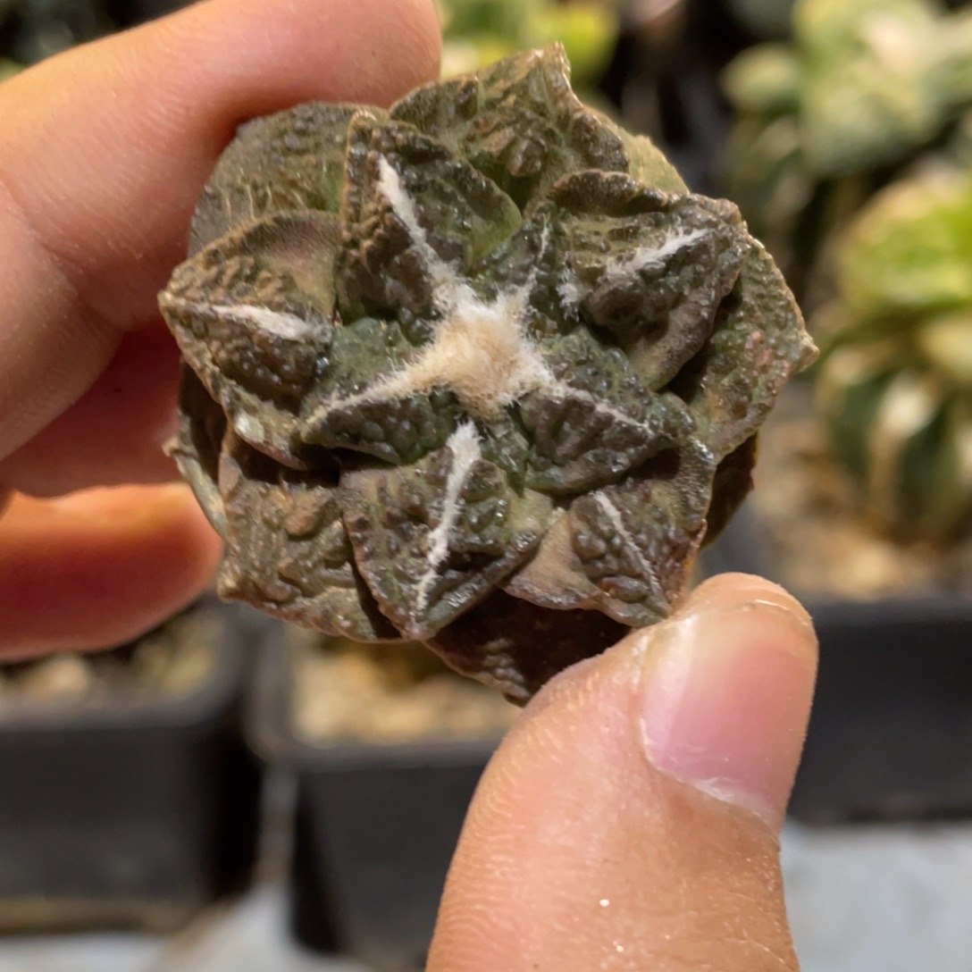 无花朵紫皮龟甲牡丹 仙人球