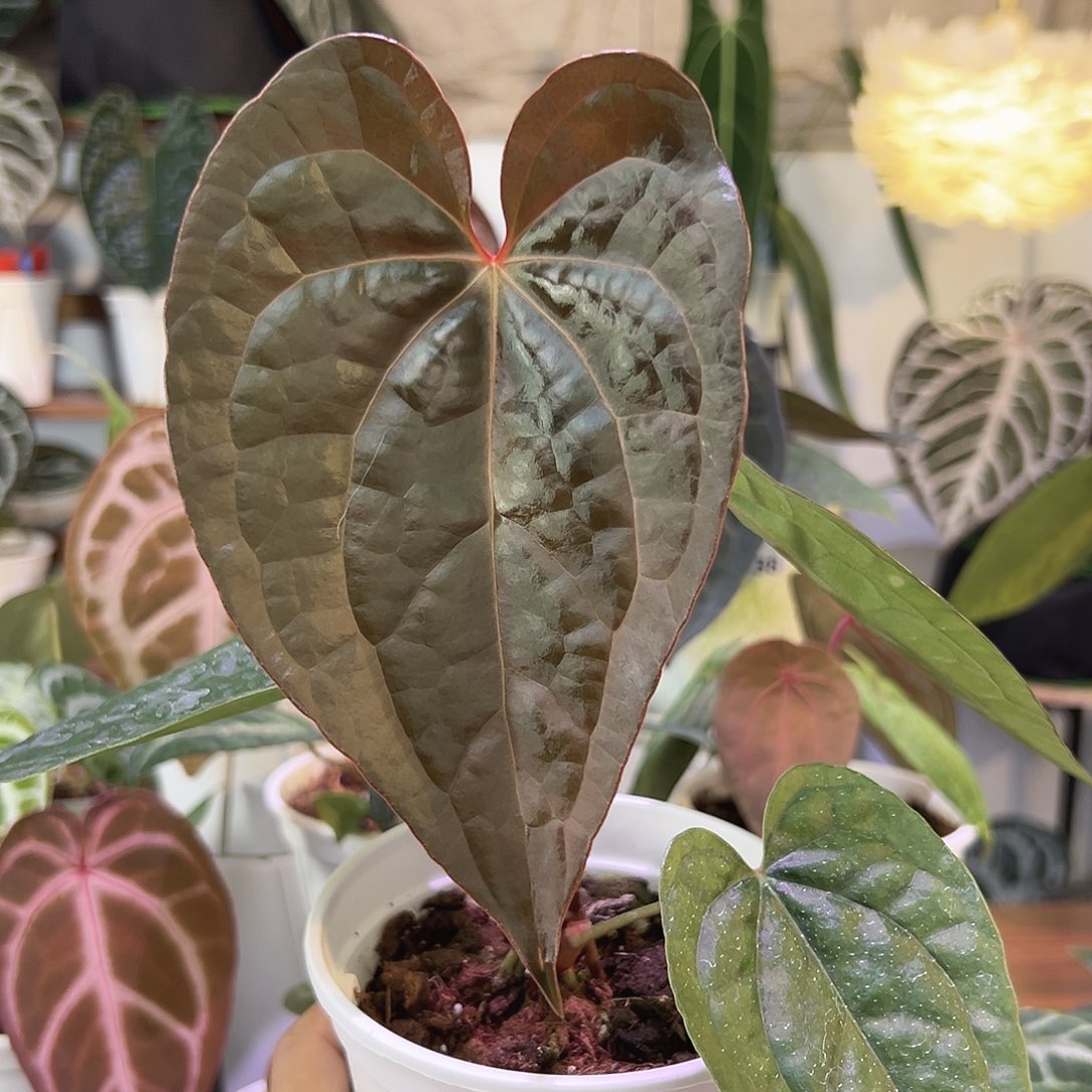 无花朵奢花烛papi063