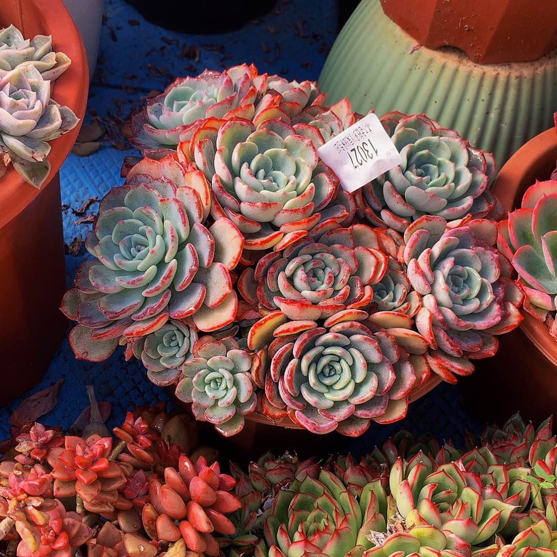 『***』    千山雪多肉13027