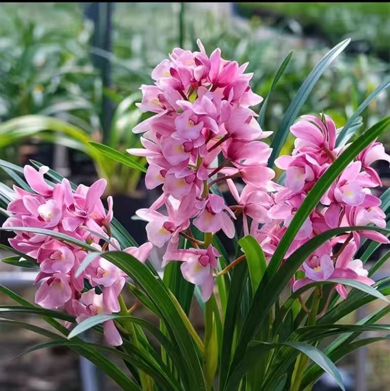 【8-12苗】蕙兰浪漫樱花粉清香型好养易活客厅办公室绿植花卉