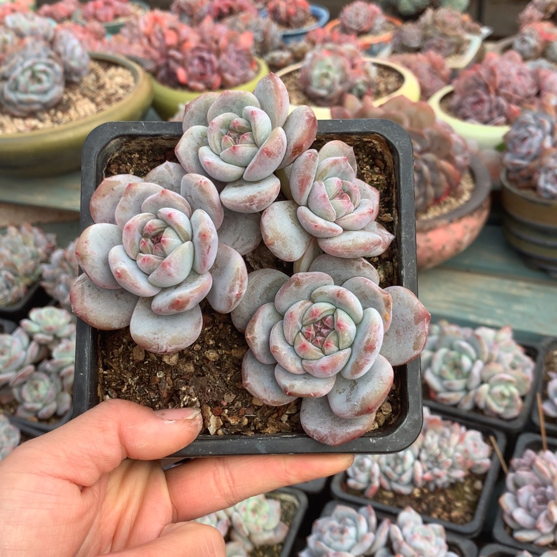 无花朵哈哈哈哈哈哈哈哈哈9