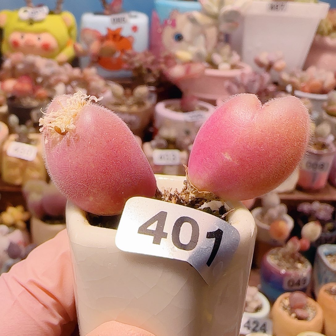 T蟹钳毛翠盆口2.5cm