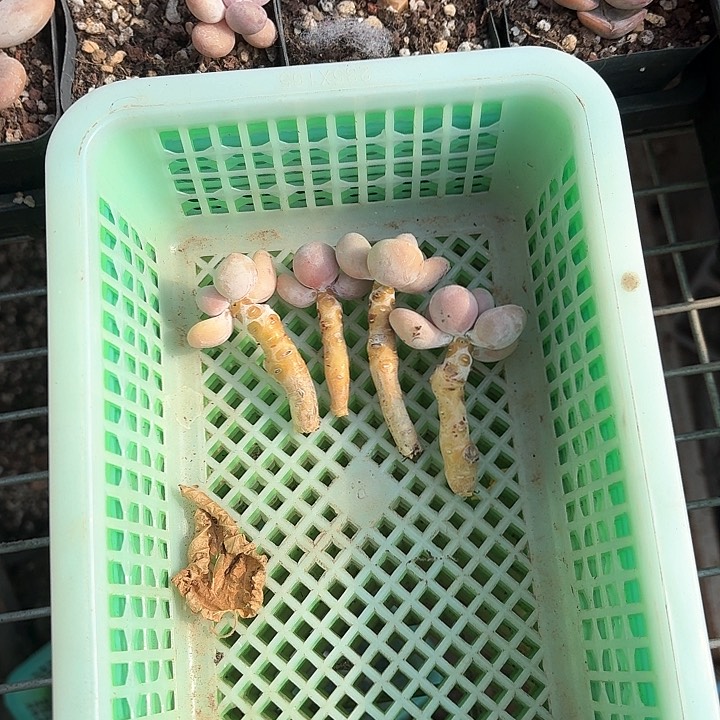 ʚ**vn xc b c vj h478