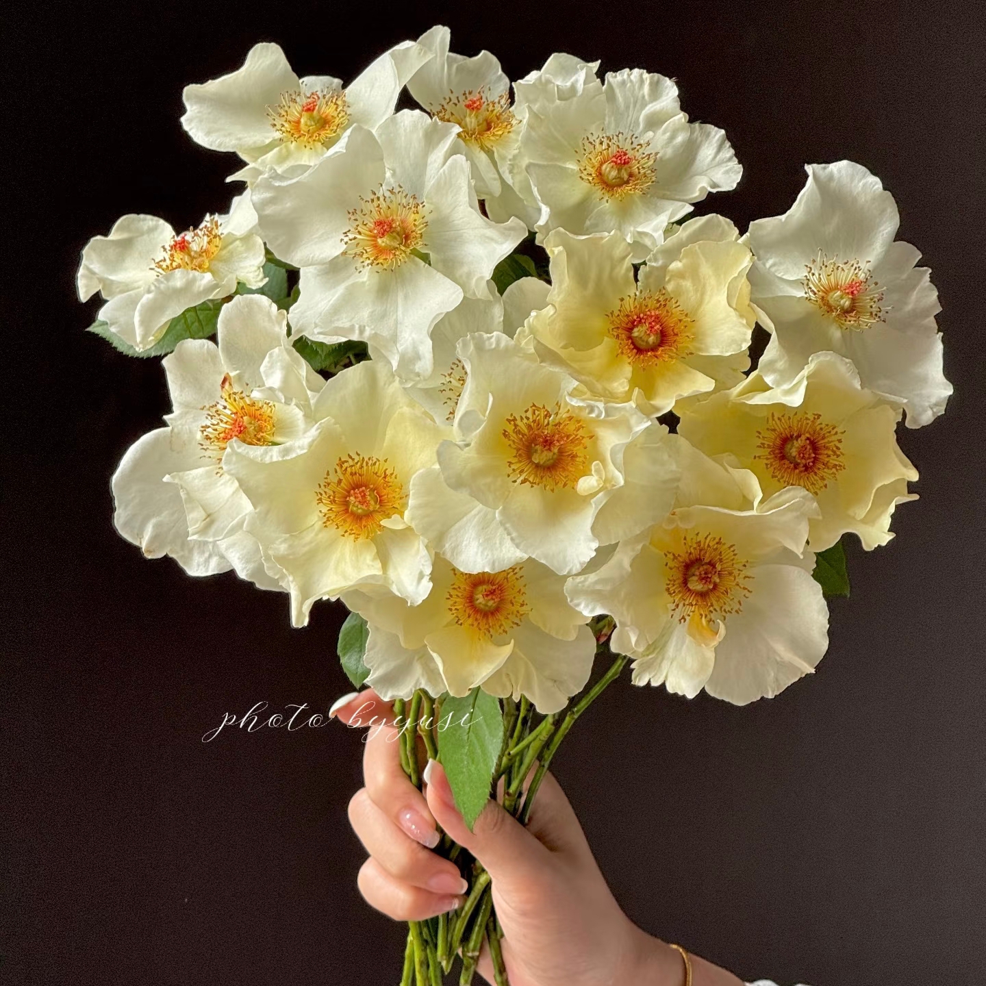 新品 导师之花 月季花苗科德斯大花灌木多头勤花（1+根接土球发货）