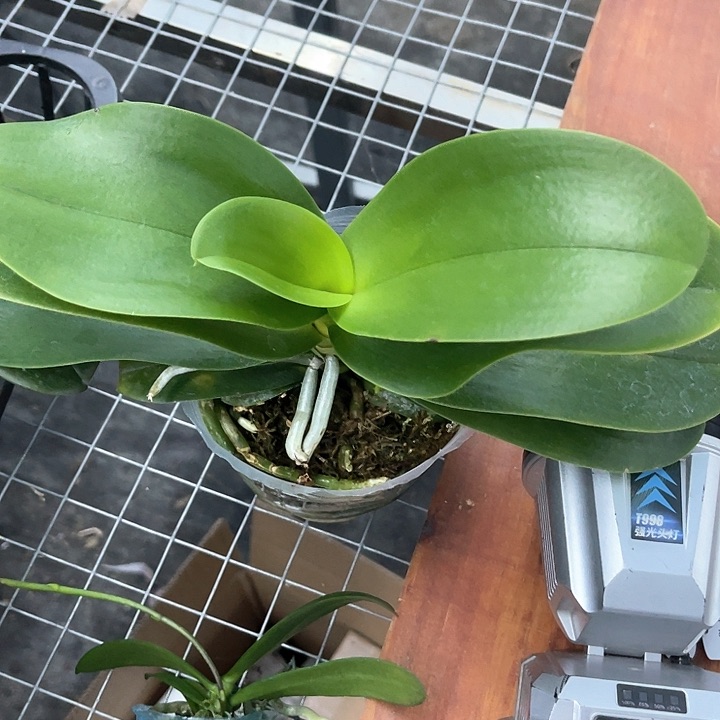 梦幻女郎3.5叶微瑕