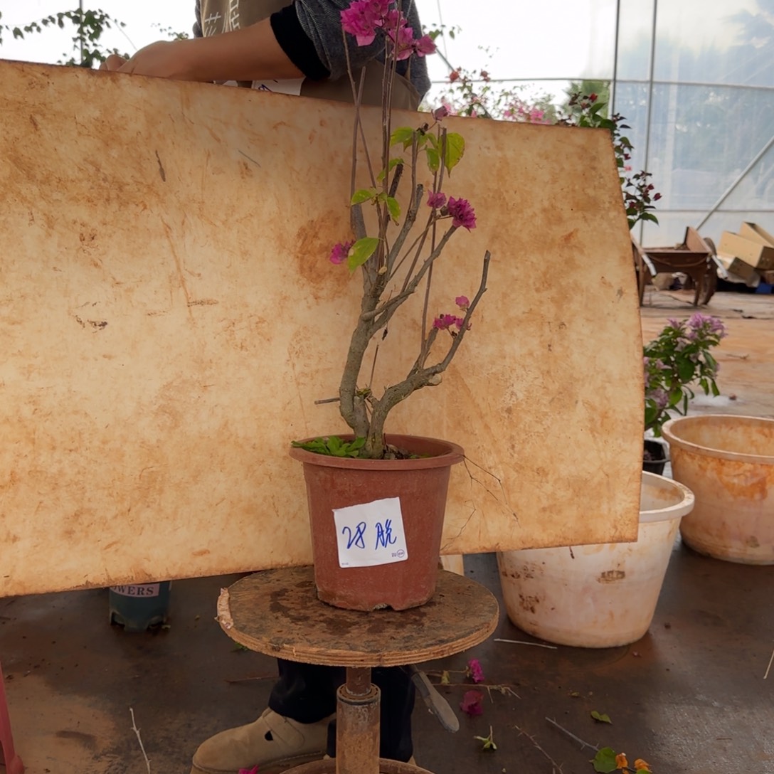 大部分花苞少量开放重瓣粉 28脱