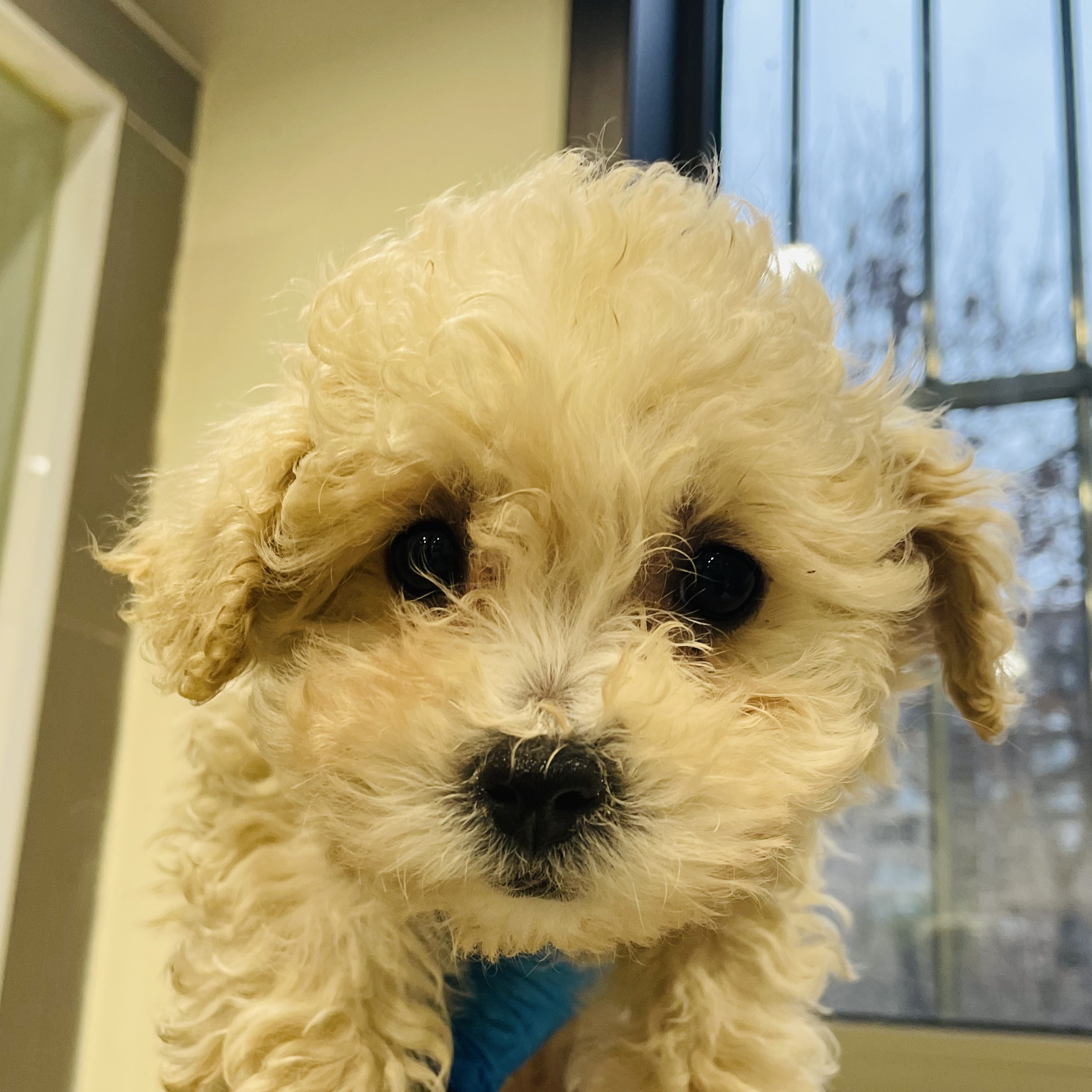 马尔泰犬-小狗2号