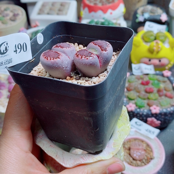 雨***點生石花花花花花花花花490