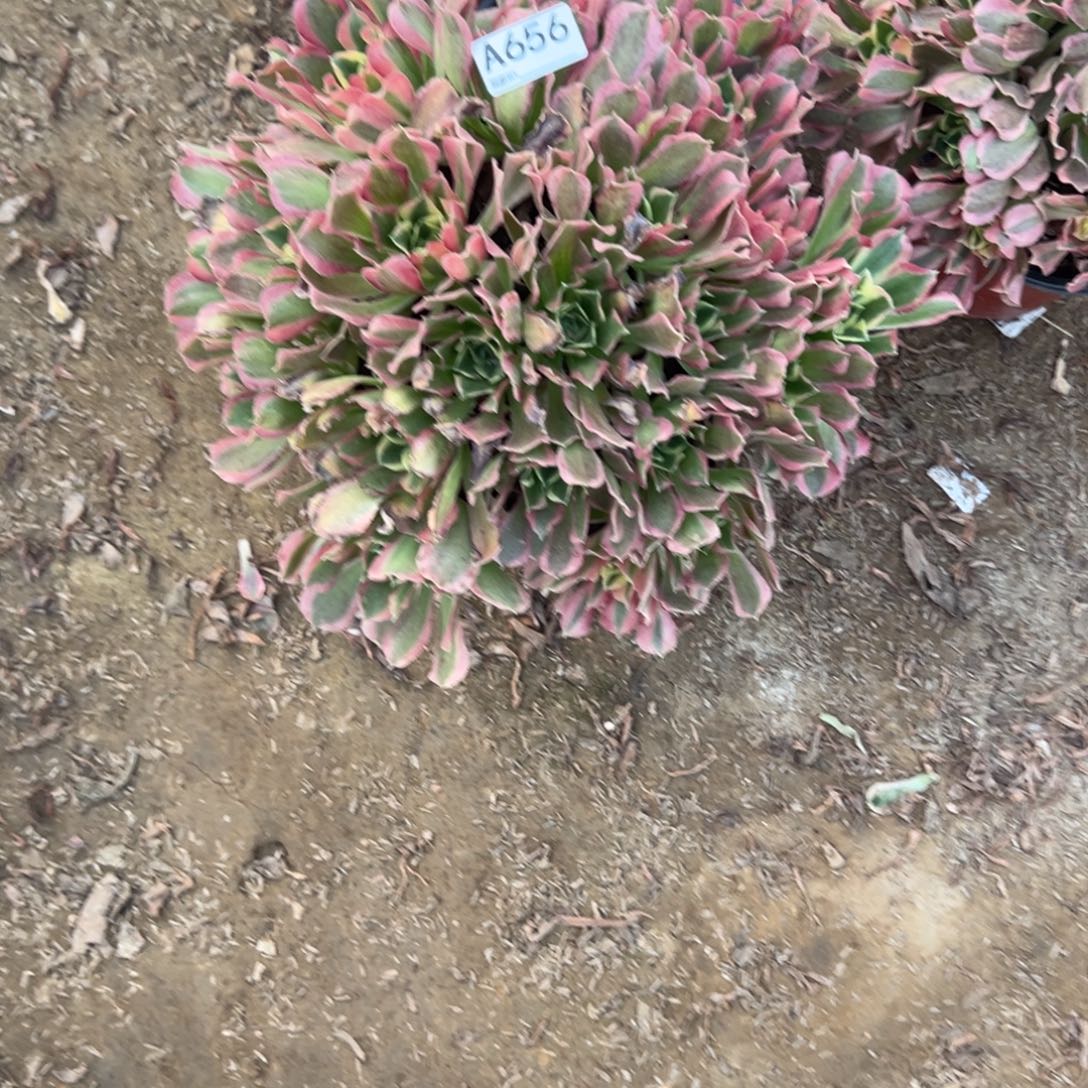 656白凤多肉植物法师