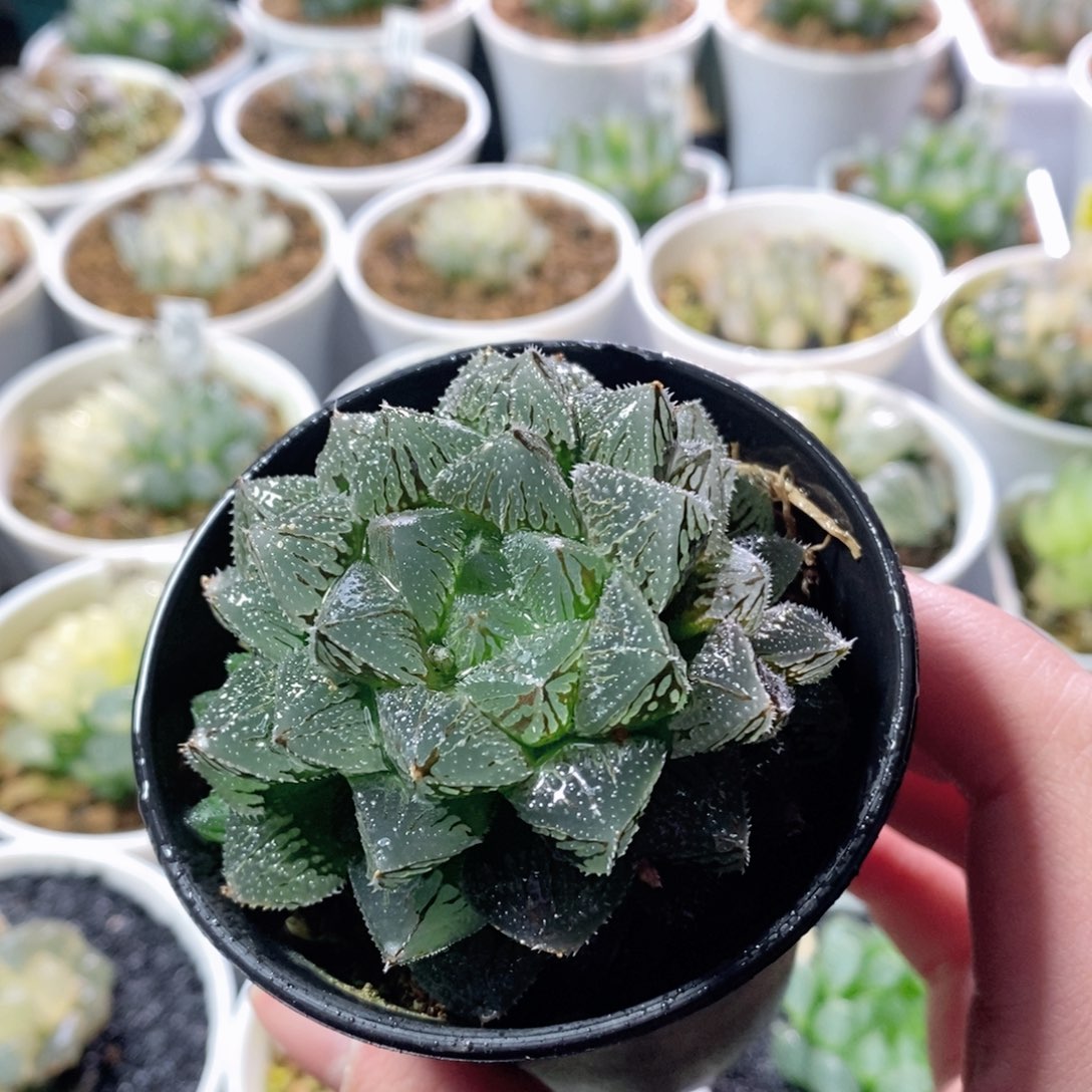 魔刺寿玉露多肉植物