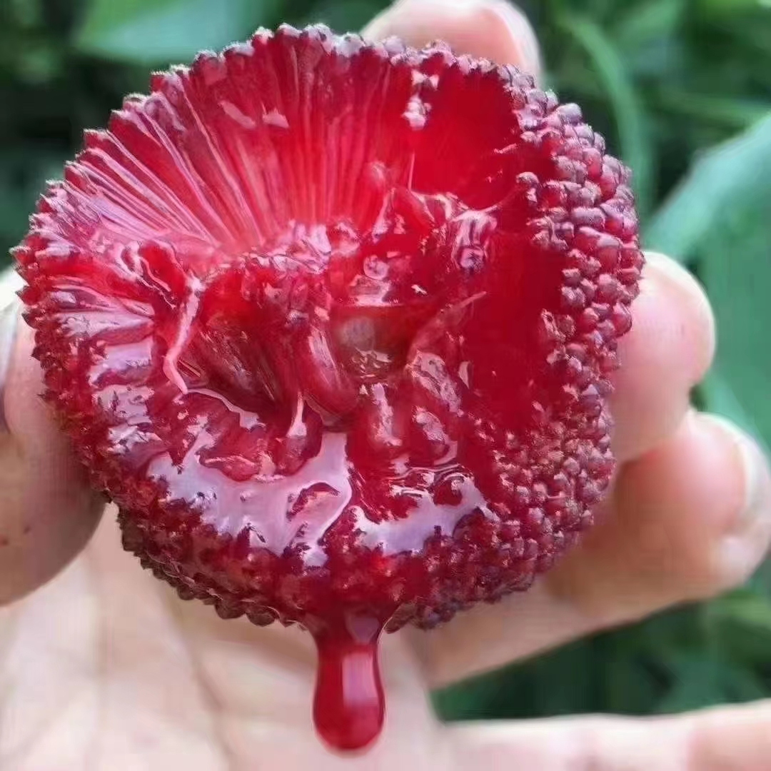 【10A特大果】正宗浙江仙居东魁杨梅新鲜当季水果现摘礼盒