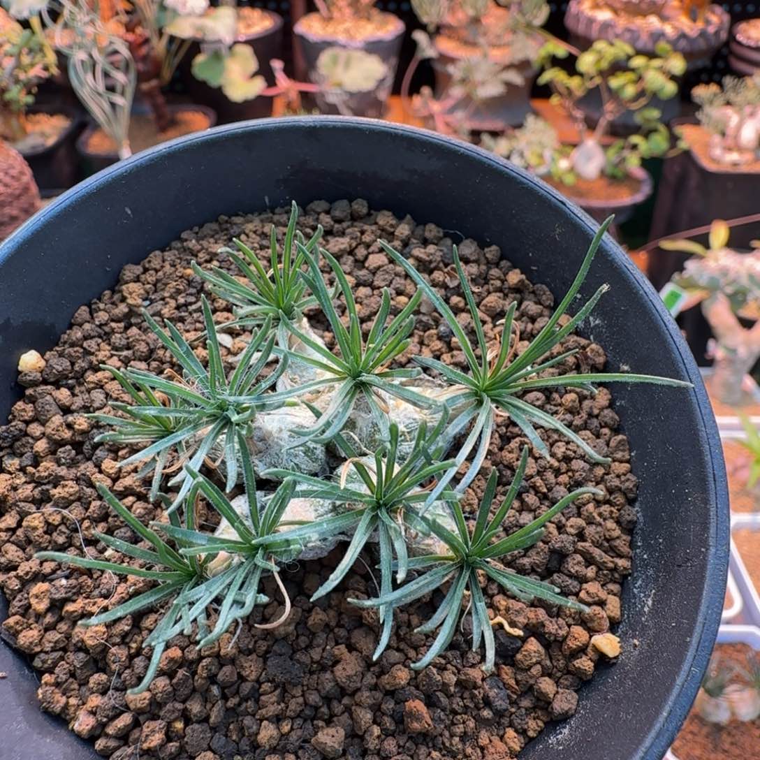 迷你海葱751 仙人球