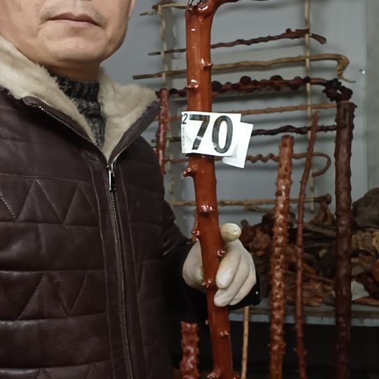 (***)香榧木高山 檬子木文玩料