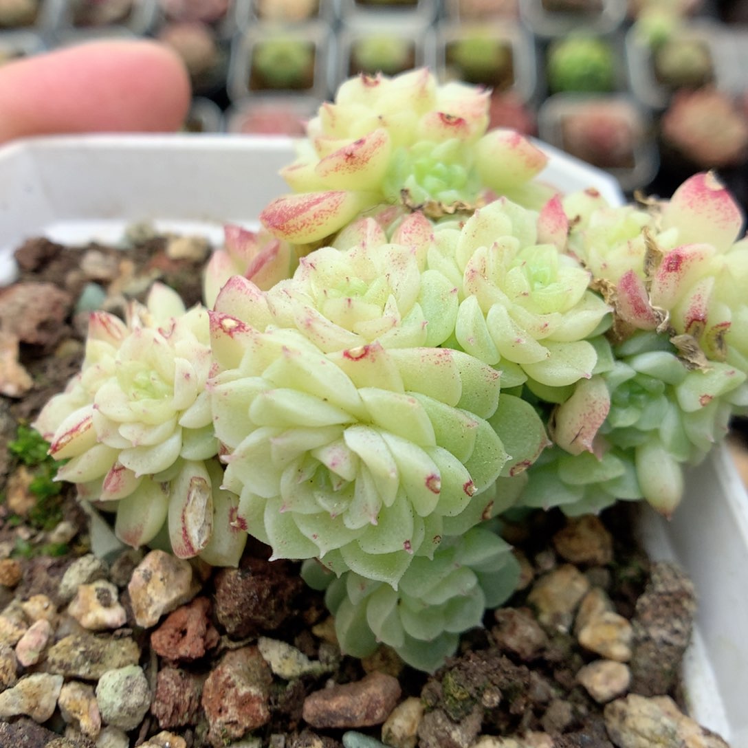 C32定繁编号麦杆A120 f