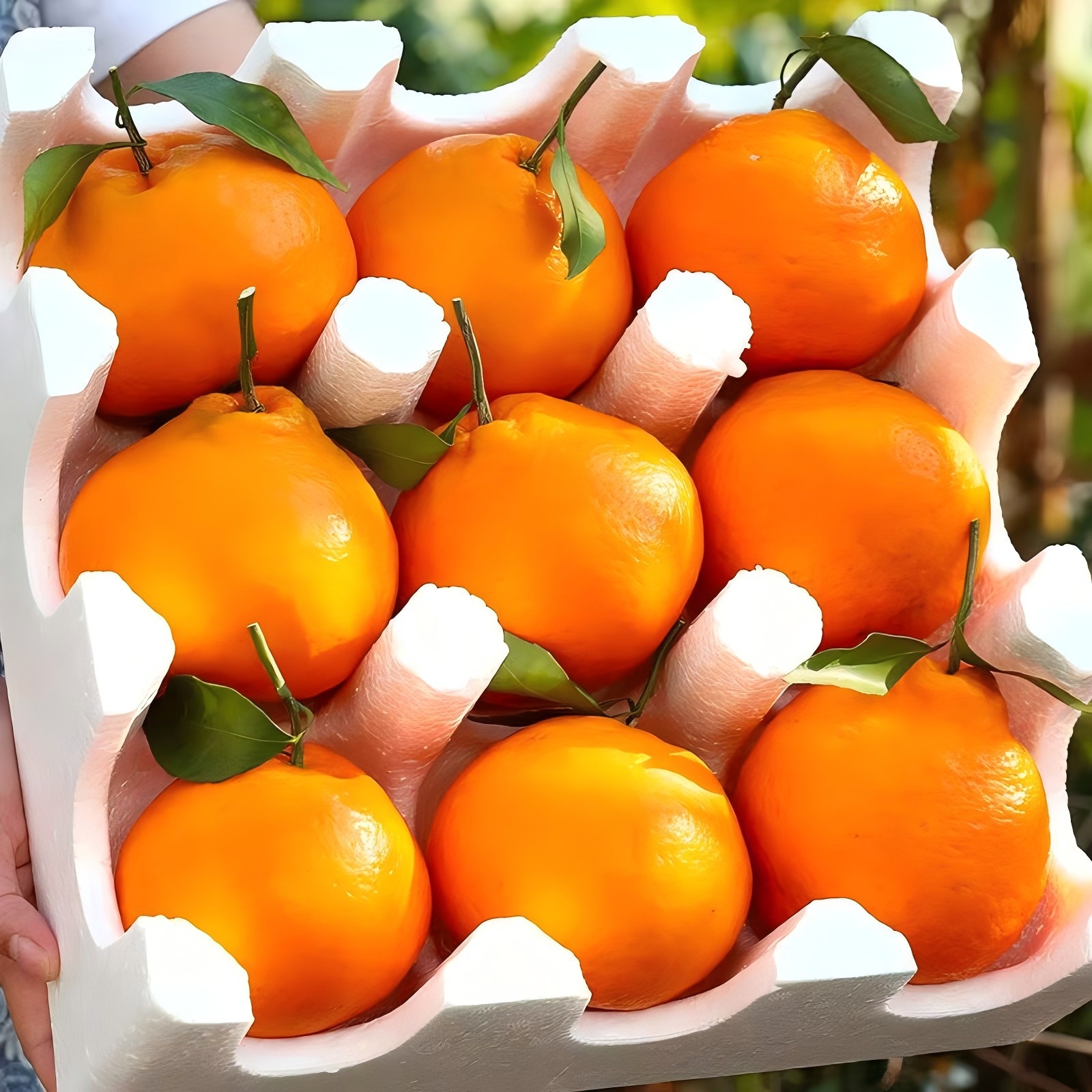 【耙耙柑】L助农正宗四川高山春见耙耙柑源头产地直发应季水果