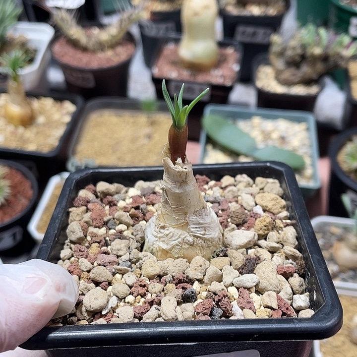 868产地GN弹簧草块根