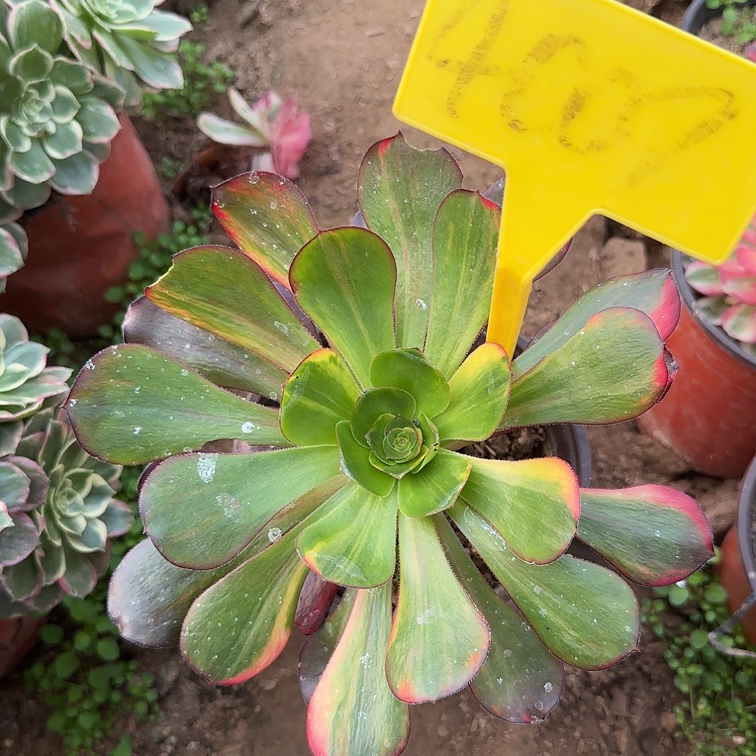 4009---无毒七彩多头多肉