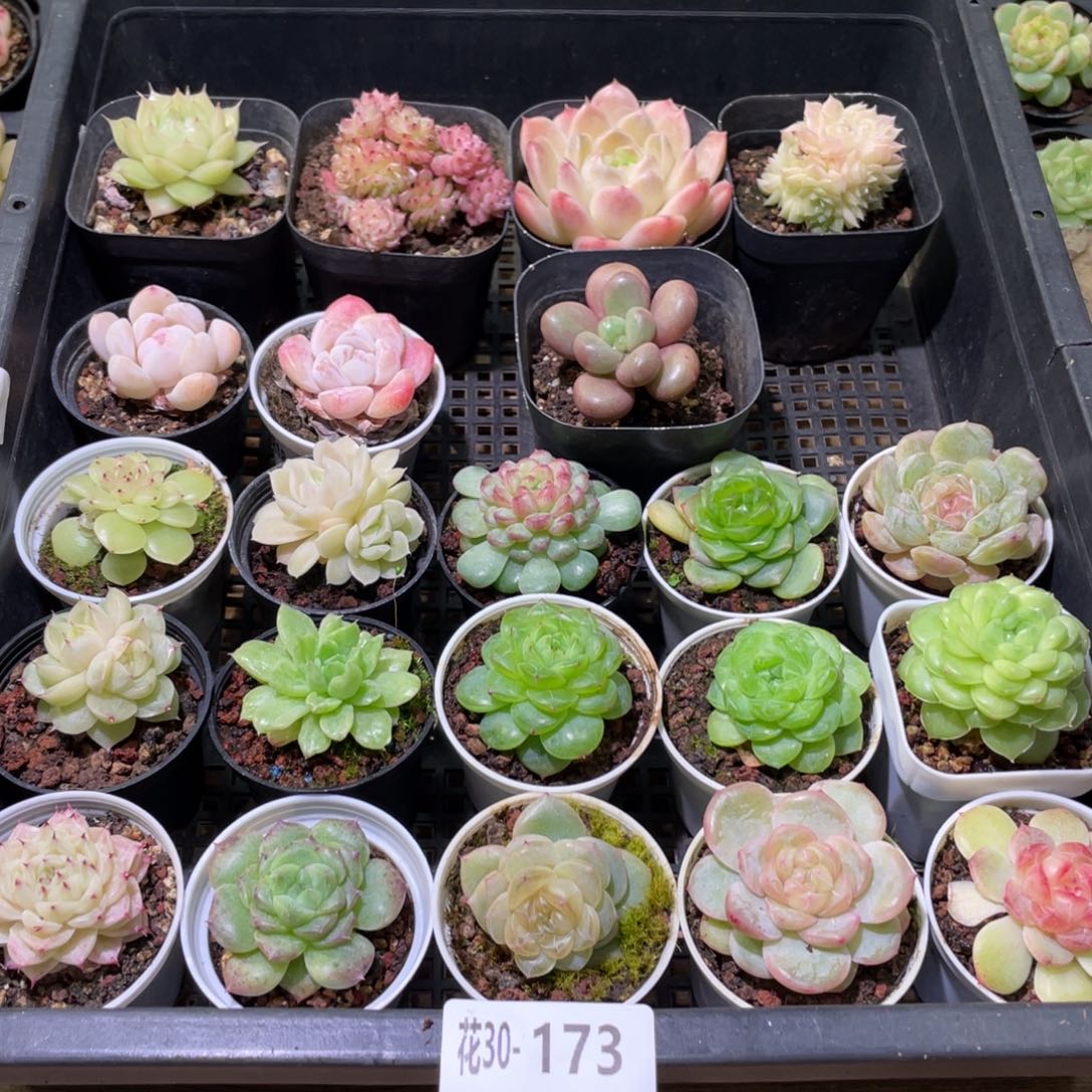 花利美30-173框拍22颗