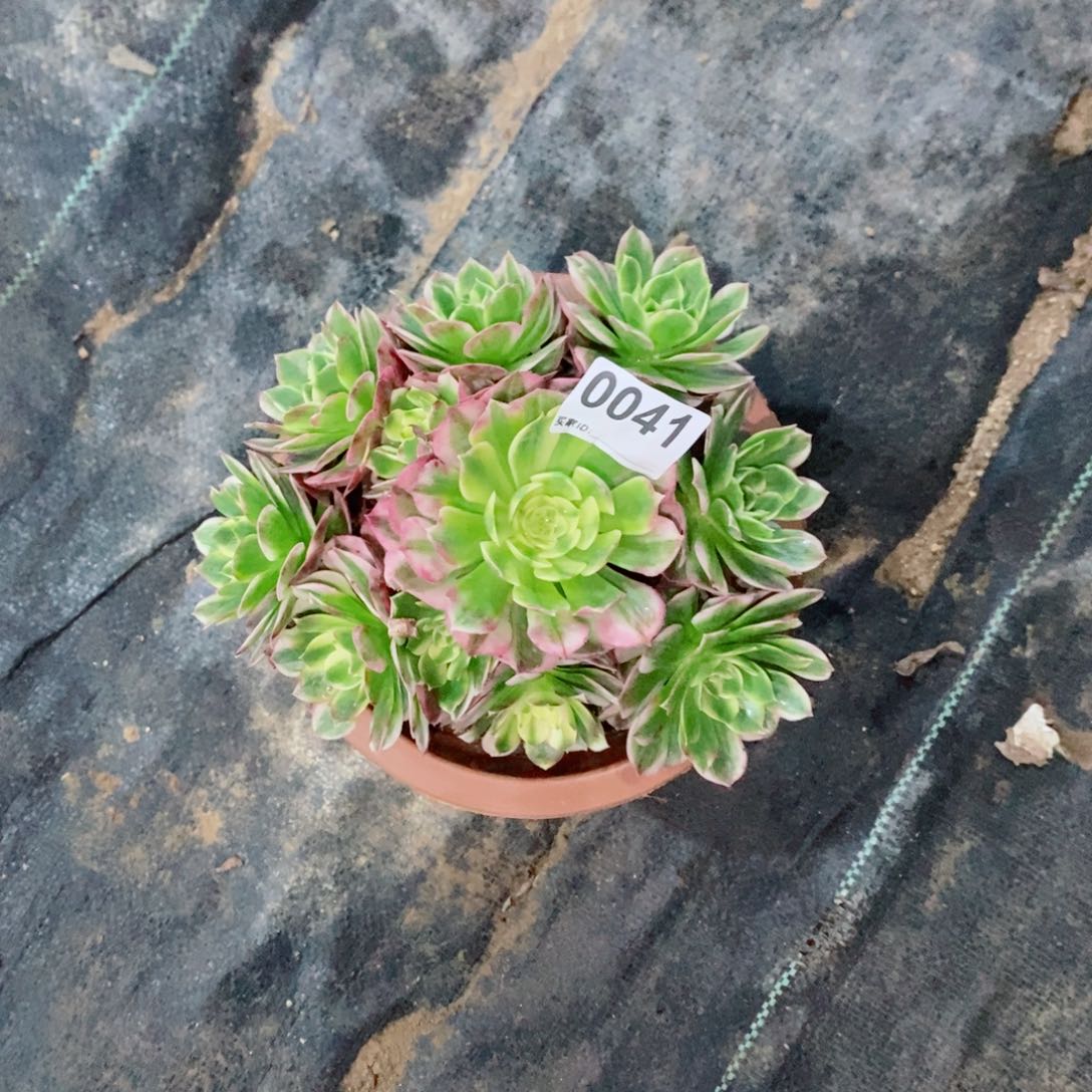 快***名海王0041多肉11111小棵