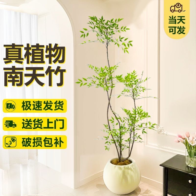 南天竹大型绿植室内阳台庭院植物