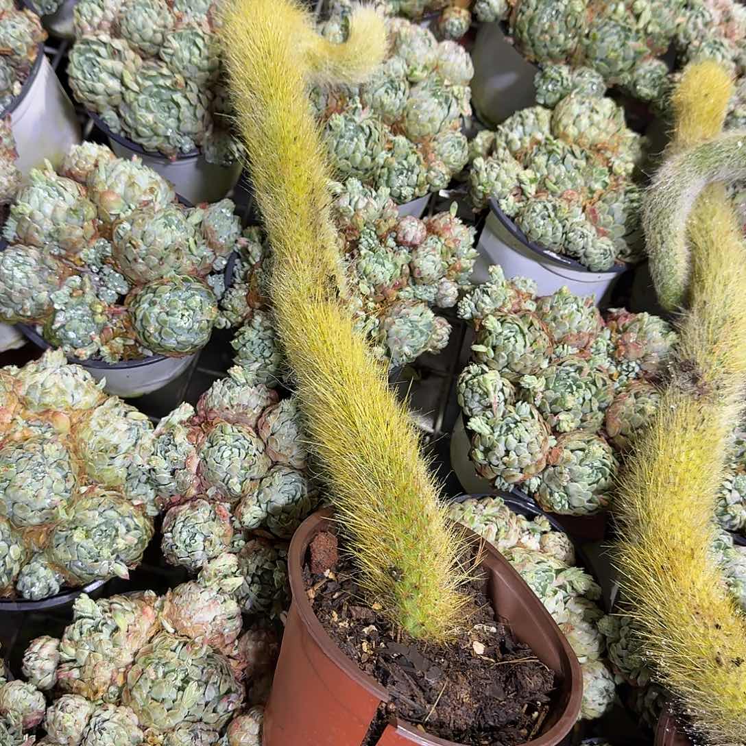 金丝长毛久违多肉