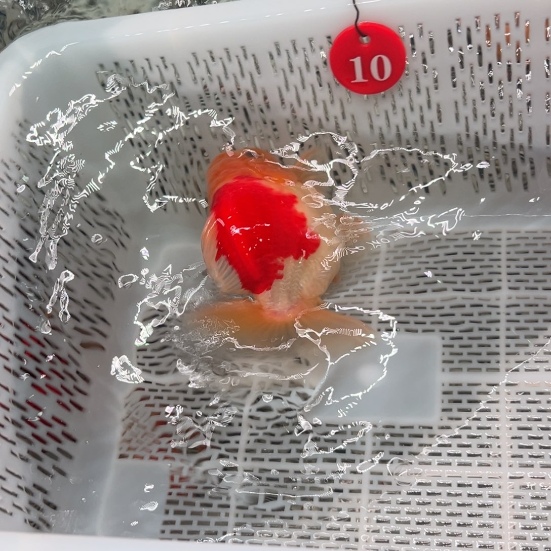 可***乐海水鱼你好点啦嘛媳妇在那你现在