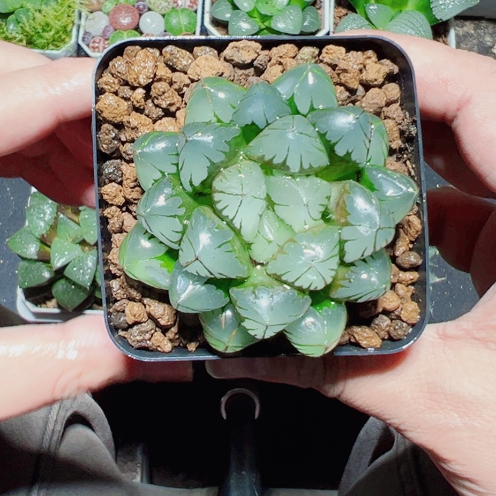 水晶玉露多肉植物