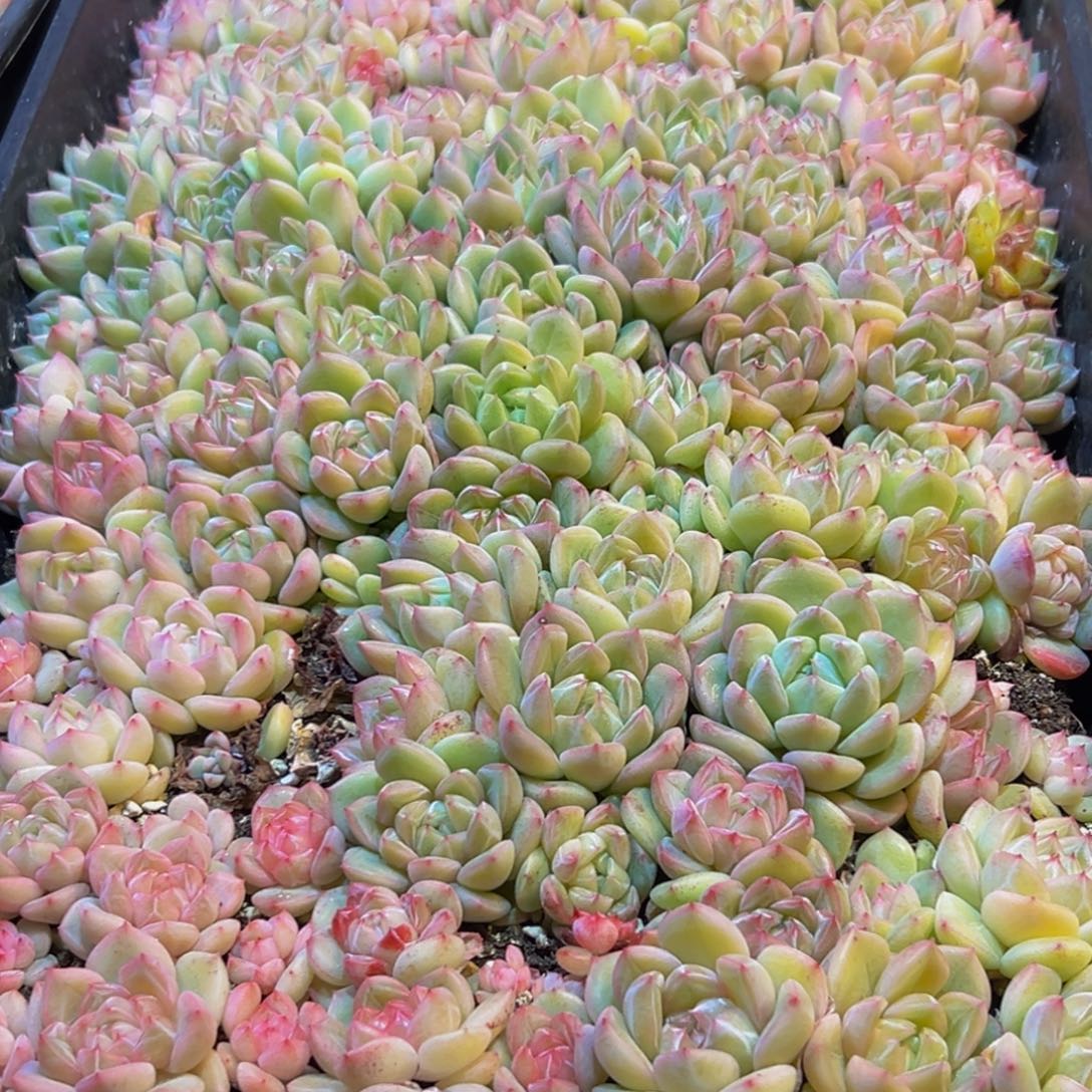 咕***噜825多肉葡萄的味道是真的