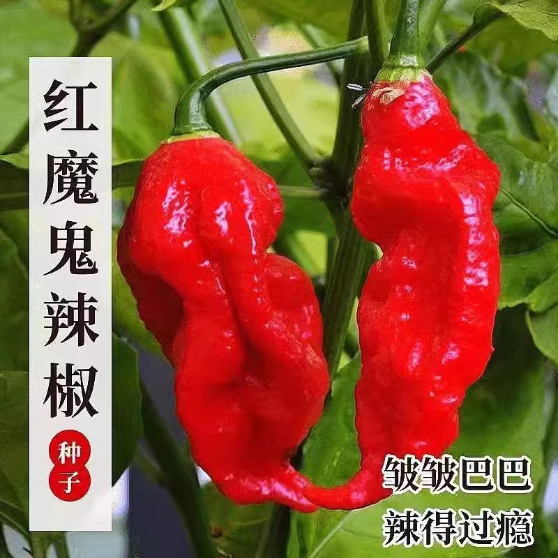 【满五包包邮】红魔鬼辣椒种子海南灯笼辣椒种子四季阳台庭院可种