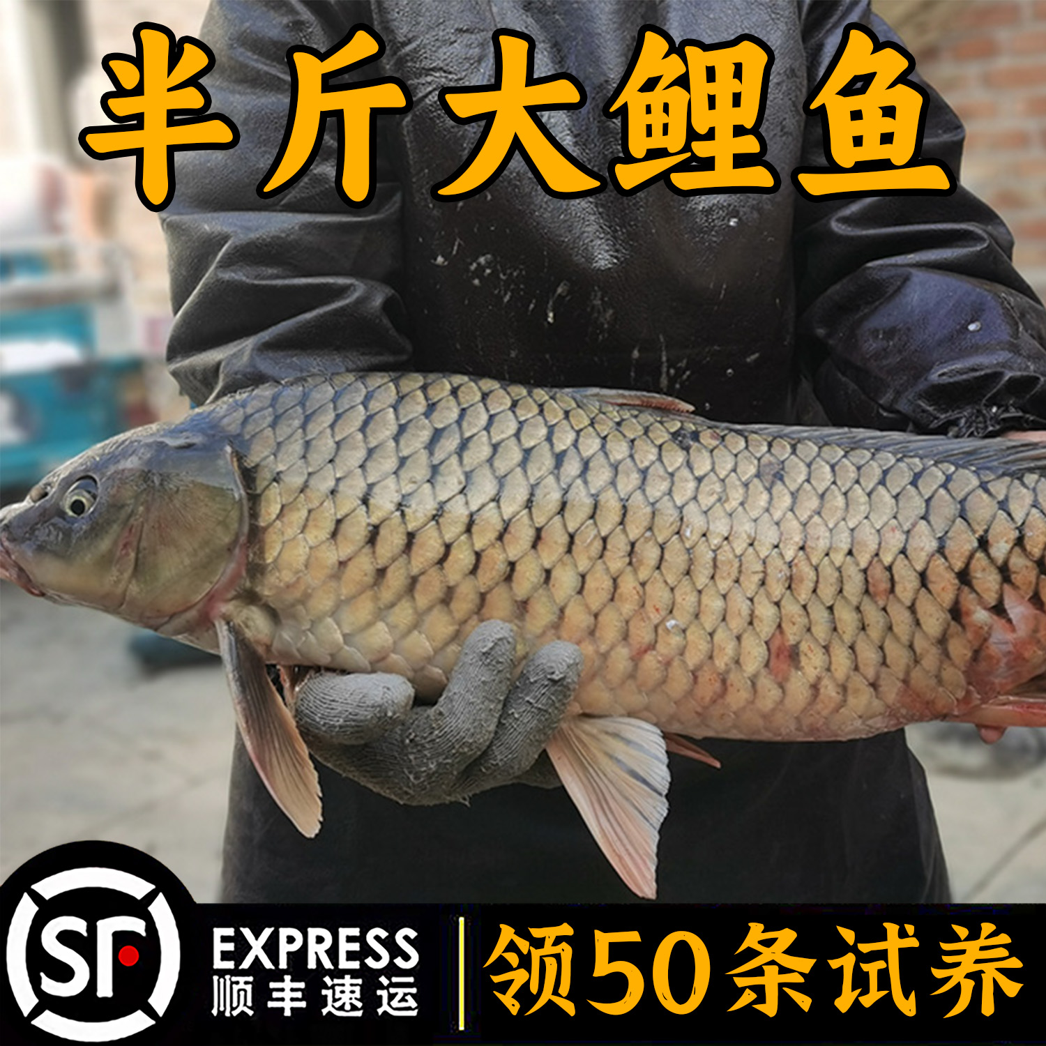 大鲤鱼草鱼花白鲢螺蛳青建裸鲤黄骨鱼稻花鲤鱼金草鱼红尾鲤鱼鱼