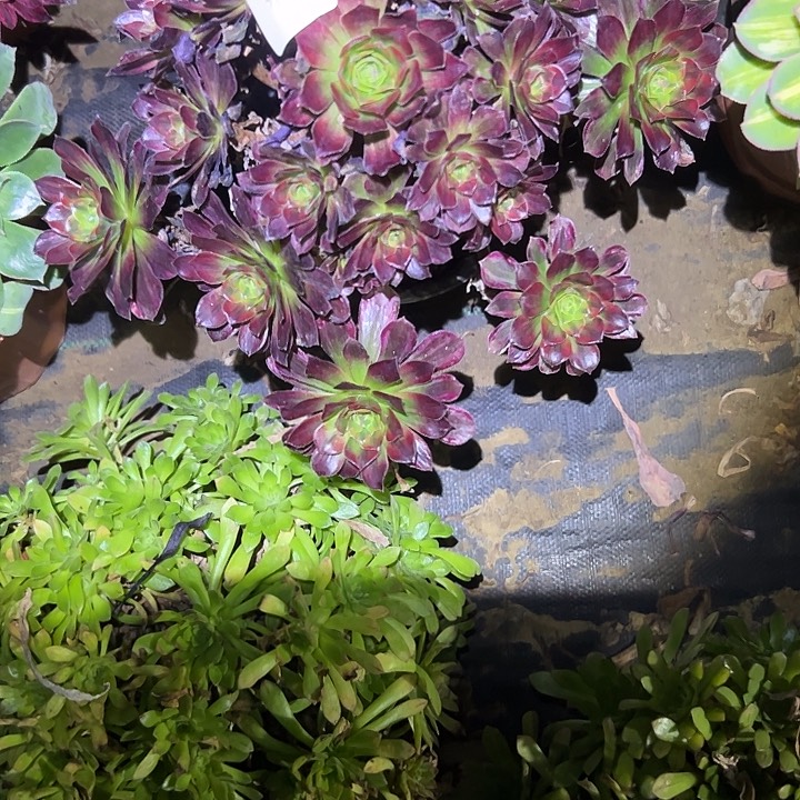 倾*多肉法师植物链接31